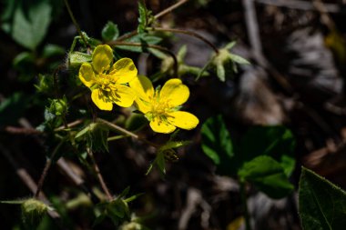 Ormanda çiçek açan Ranunculus