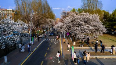 Changchun, Çin 'deki Jilin Üniversitesi Nanling Kampüsü' nün çiçek açan kayısı manzarası.