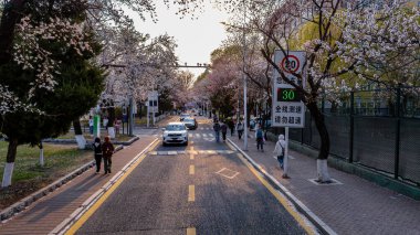 Changchun, Çin 'deki Jilin Üniversitesi Nanling Kampüsü' nün çiçek açan kayısı manzarası.