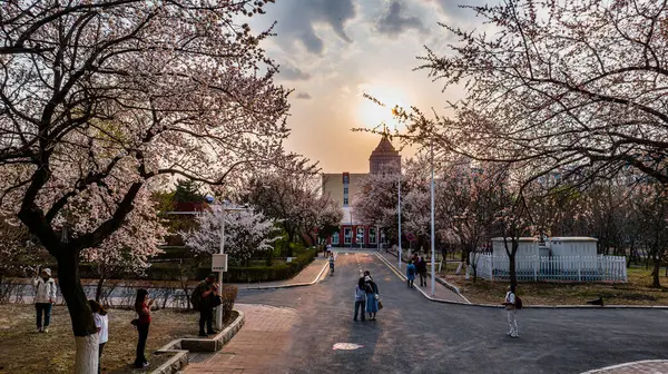 stock image Blooming Apricot Blossoms Landscape of Nanling Campus of Jilin University in Changchun, China