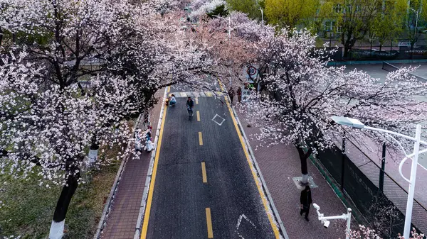 Changchun, Çin 'deki Jilin Üniversitesi Nanling Kampüsü' nün çiçek açan kayısı manzarası.