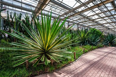 Echinocactus Grusonii 23. Çin Changchun Uluslararası Tarım Fuarı 'nda sergilendi.