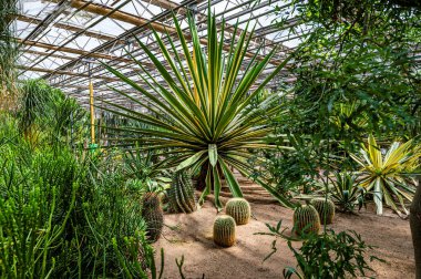 Echinocactus grusonii ve agave 23. Çin Changchun Uluslararası Tarım Fuarı 'nda sergilendi.