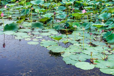 Çin 'in Changchun Jingyuetan Milli Orman Parkı manzarası çiçek açan nilüfer çiçeğiyle