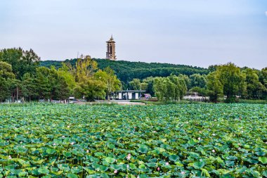 The scenery of China's Changchun Jingyuetan National Forest Park with blooming lotus clipart