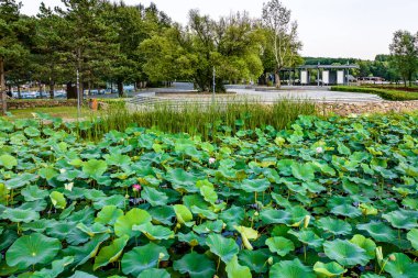 Çin 'in Changchun Jingyuetan Milli Orman Parkı manzarası çiçek açan nilüfer çiçeğiyle