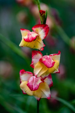 Blooming Mini Gladiolus - Changchun Tarım Fuarı 'nda çekilmiş