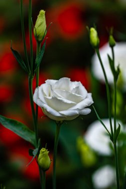Açan Eustoma grandiflorum - Changchun Tarım Fuarı 'nda çekilmiş