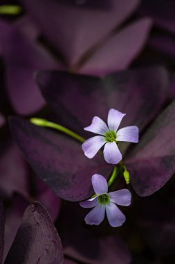 Blooming Oxalis ihlali - Çin Changchun Tarım Fuarında fotoğraflandı