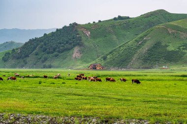 Çin, İç Moğolistan, Wulanmaodu Çayırı