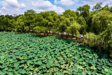 Nanhu Park, Changchun, Çin 'de nilüfer çiçekleri açar.