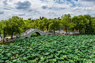 Nanhu Park, Changchun, Çin 'de nilüfer çiçekleri açar.