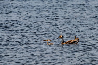 Yaban kazları gölde Yüzme