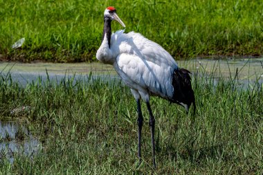 Kırmızı taçlı turnalar gölde yiyecek arıyorlar.