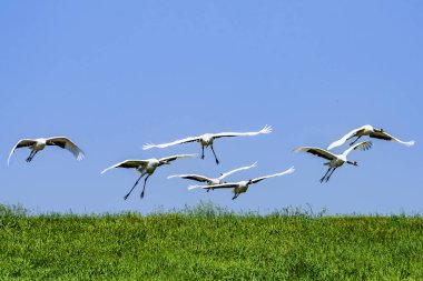 Gökyüzünde uçan kırmızı taçlı vinç