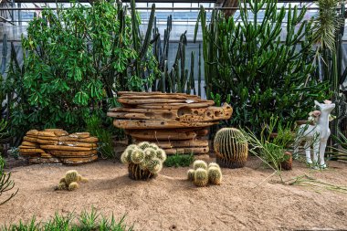 Altın kaktüs - 15. Çin Jilin (Changchun) Kış Tarım Fuarı 'nda sergilenecek