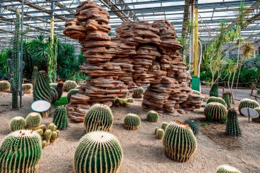 Altın kaktüs - 15. Çin Jilin (Changchun) Kış Tarım Fuarı 'nda sergilenecek