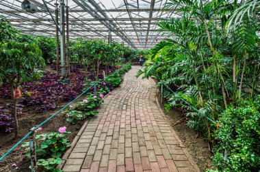 16 Ocak 2025 tarihinde, 15. Jilin (Changchun) Kış Tarım Fuarı Çin 'in Changchun şehrinde açıldı. Resim kapalı yeşil bitki sahnesini gösteriyor..