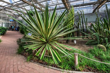 16 Ocak 2025 tarihinde, 15. Jilin (Changchun) Kış Tarım Fuarı Çin 'in Changchun şehrinde açıldı. Resim kapalı yeşil bitki sahnesini gösteriyor..