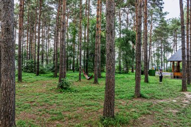 24 Temmuz 2024, Changchun, Çin, Küçük Orman Banyo Kumsalı, Jingyuetan Ulusal Orman Parkı, Changchun.