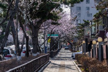 16 Nisan 2025, Changchun, Çin 'in Changchun şehrinde kayısı çiçekleri açmıştır.