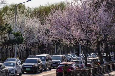16 Nisan 2025, Changchun, Çin 'in Changchun şehrinde kayısı çiçekleri açmıştır.