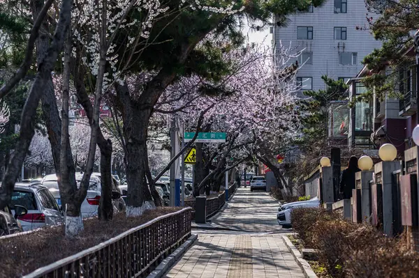 16 Nisan 2025, Changchun, Çin 'in Changchun şehrinde kayısı çiçekleri açmıştır.