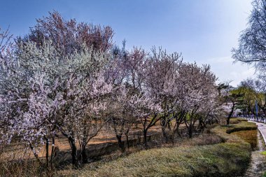 16 Nisan 2025, Changchun, Çin 'in Changchun şehrinde kayısı çiçekleri açmıştır.