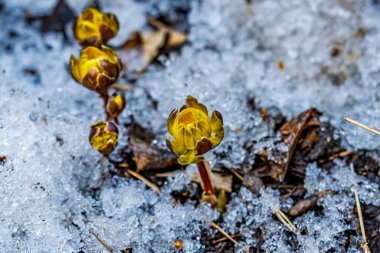 Erken bahar tomurcuklanan buz çiçeği