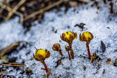Erken bahar tomurcuklanan buz çiçeği