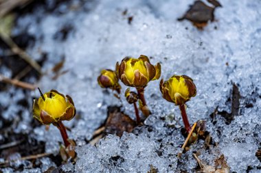 Erken bahar tomurcuklanan buz çiçeği