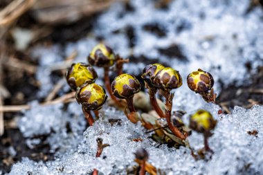 Erken bahar tomurcuklanan buz çiçeği
