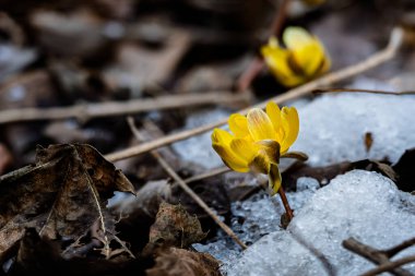 İlkbaharın başlarında açan buz çiçeği