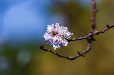 Kayısı baharın başlarında çiçek açar.