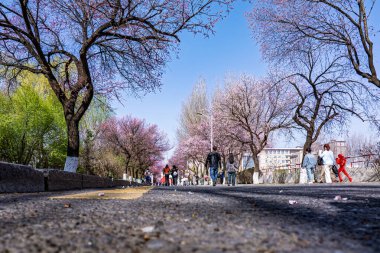 20 Nisan 2025, Changchun, Çin Changchun, Jilin Üniversitesi 'nde 10. Kayısı Kültür Festivali' nin manzarası..
