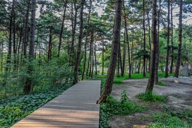 Kara Çam Ormanı Sahne Bölgesi, Jingyuetan Ulusal Orman Parkı, Changchun, Çin