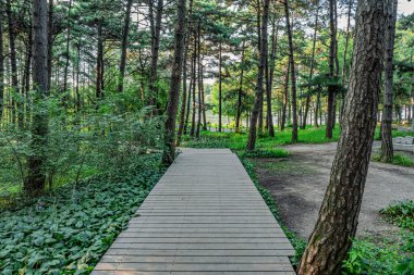 Kara Çam Ormanı Sahne Bölgesi, Jingyuetan Ulusal Orman Parkı, Changchun, Çin