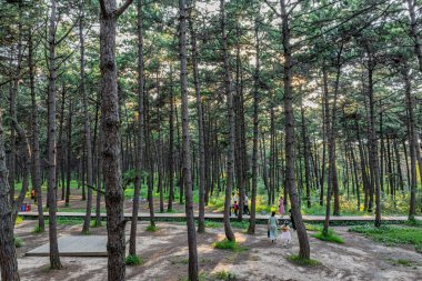 Kara Çam Ormanı Sahne Bölgesi, Jingyuetan Ulusal Orman Parkı, Changchun, Çin