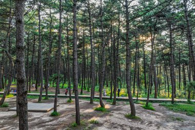 Kara Çam Ormanı Sahne Bölgesi, Jingyuetan Ulusal Orman Parkı, Changchun, Çin