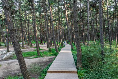 Kara Çam Ormanı Sahne Bölgesi, Jingyuetan Ulusal Orman Parkı, Changchun, Çin