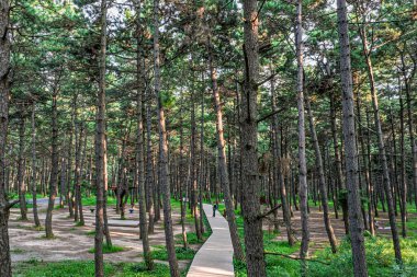 Kara Çam Ormanı Sahne Bölgesi, Jingyuetan Ulusal Orman Parkı, Changchun, Çin