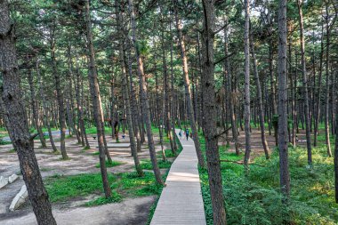 Kara Çam Ormanı Sahne Bölgesi, Jingyuetan Ulusal Orman Parkı, Changchun, Çin