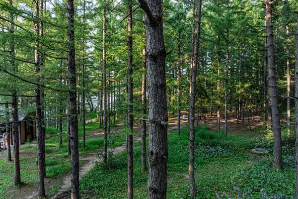 Kara Çam Ormanı Sahne Bölgesi, Jingyuetan Ulusal Orman Parkı, Changchun, Çin