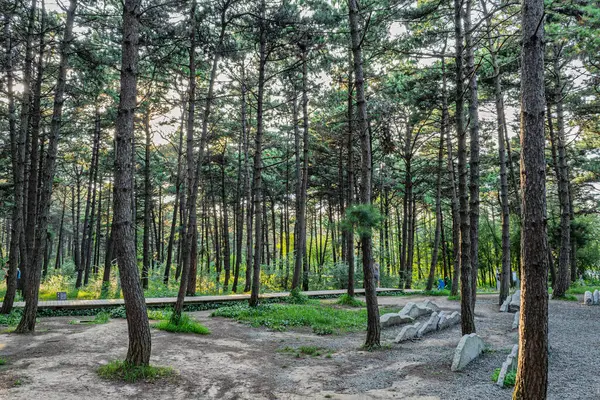 Kara Çam Ormanı Sahne Bölgesi, Jingyuetan Ulusal Orman Parkı, Changchun, Çin
