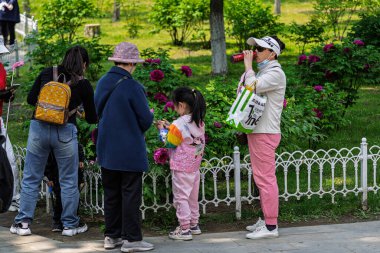 18 Mayıs 2025 'te, Çin' in Changchun şehrinde, Peony Garden 'daki şakayıklar tamamen çiçek açmış, popülerlik yüksek..