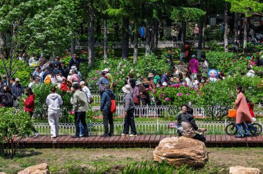 18 Mayıs 2025 'te, Çin' in Changchun şehrinde, Peony Garden 'daki şakayıklar tamamen çiçek açmış, popülerlik yüksek..