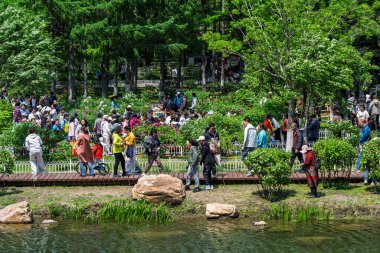 18 Mayıs 2025 'te, Çin' in Changchun şehrinde, Peony Garden 'daki şakayıklar tamamen çiçek açmış, popülerlik yüksek..