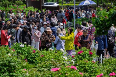 18 Mayıs 2025 'te, Çin' in Changchun şehrinde, Peony Garden 'daki şakayıklar tamamen çiçek açmış, popülerlik yüksek..
