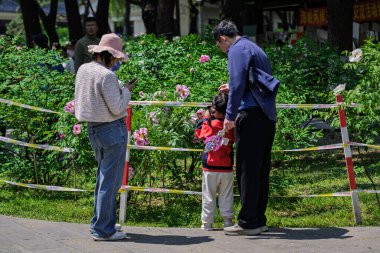 18 Mayıs 2025 'te, Çin' in Changchun şehrinde, Peony Garden 'daki şakayıklar tamamen çiçek açmış, popülerlik yüksek..