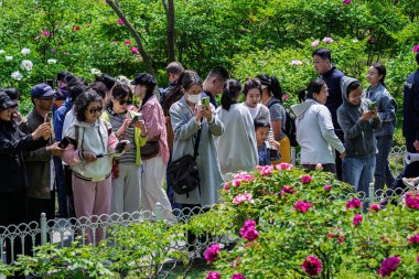 18 Mayıs 2025 'te, Çin' in Changchun şehrinde, Peony Garden 'daki şakayıklar tamamen çiçek açmış, popülerlik yüksek..
